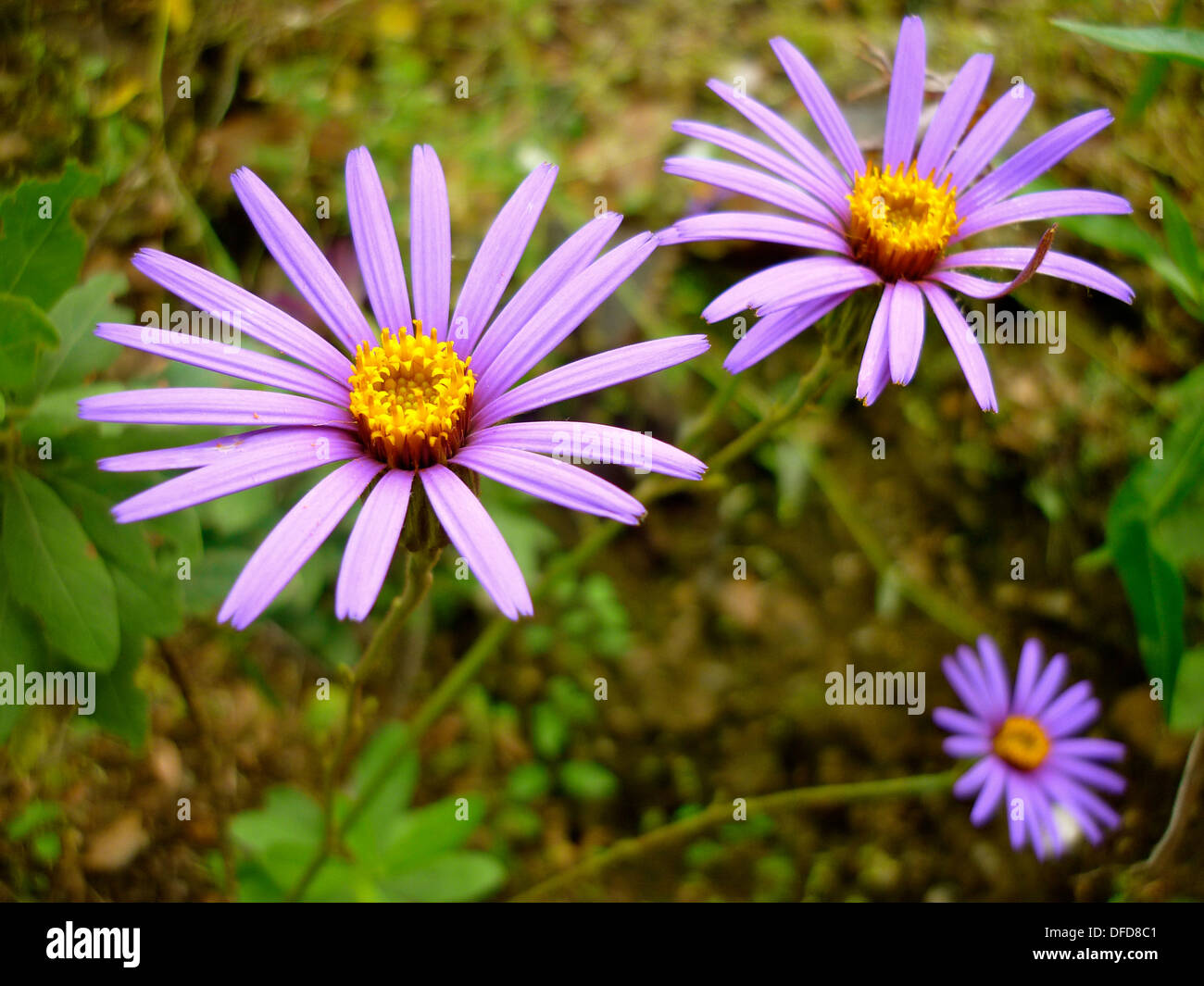 Weiße und violette Blumen blühen im Frühling in Peru Stockfoto