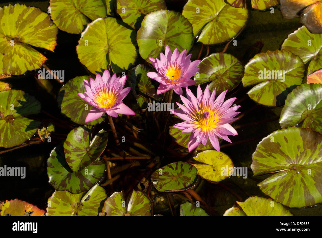 Feuchtgebiet seerose blume Fotos und Bildmaterial in hoher Auflösung