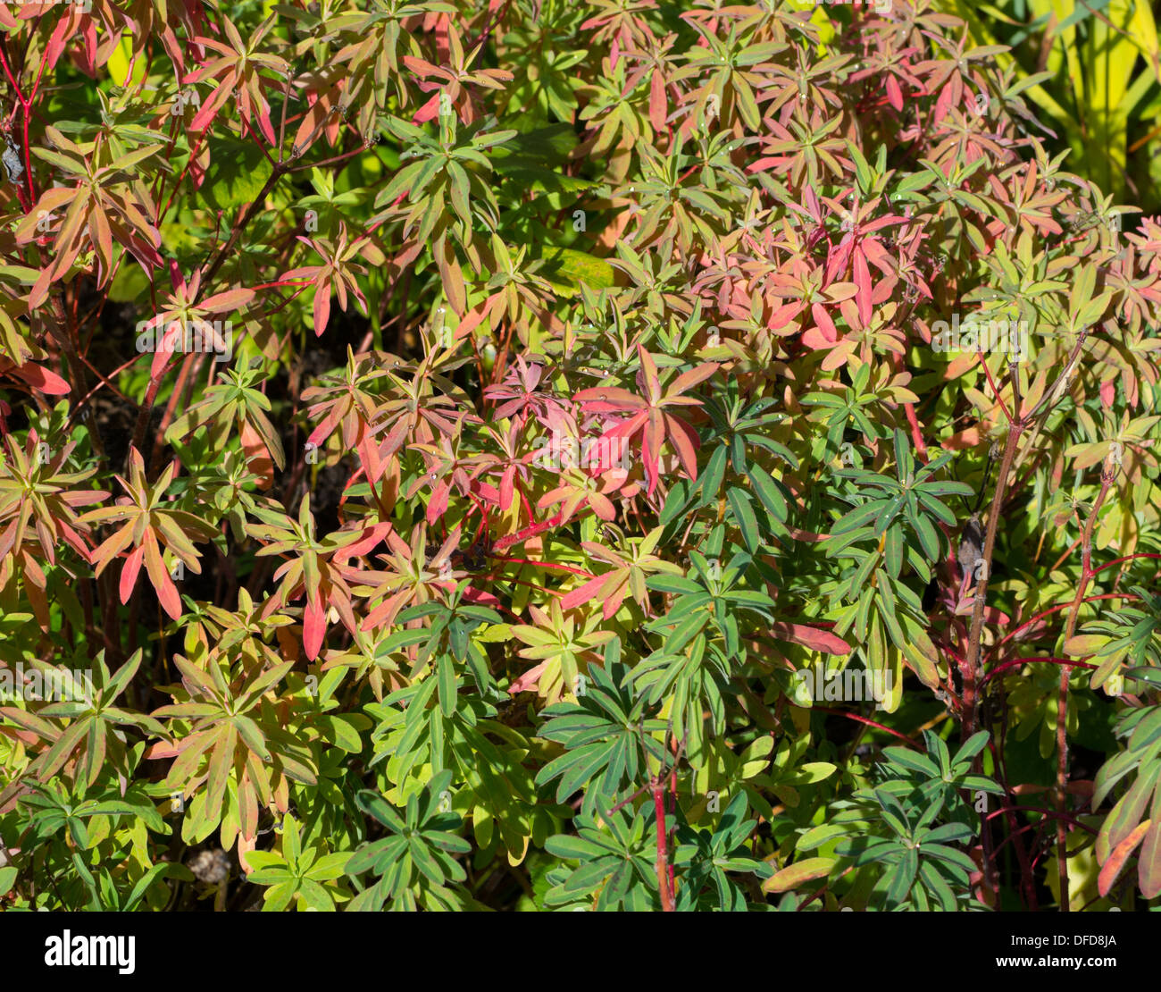 Rot, Tropfen lila, rosa und grün Herbst Garten Laub Hintergrund mit Tau. Stockfoto