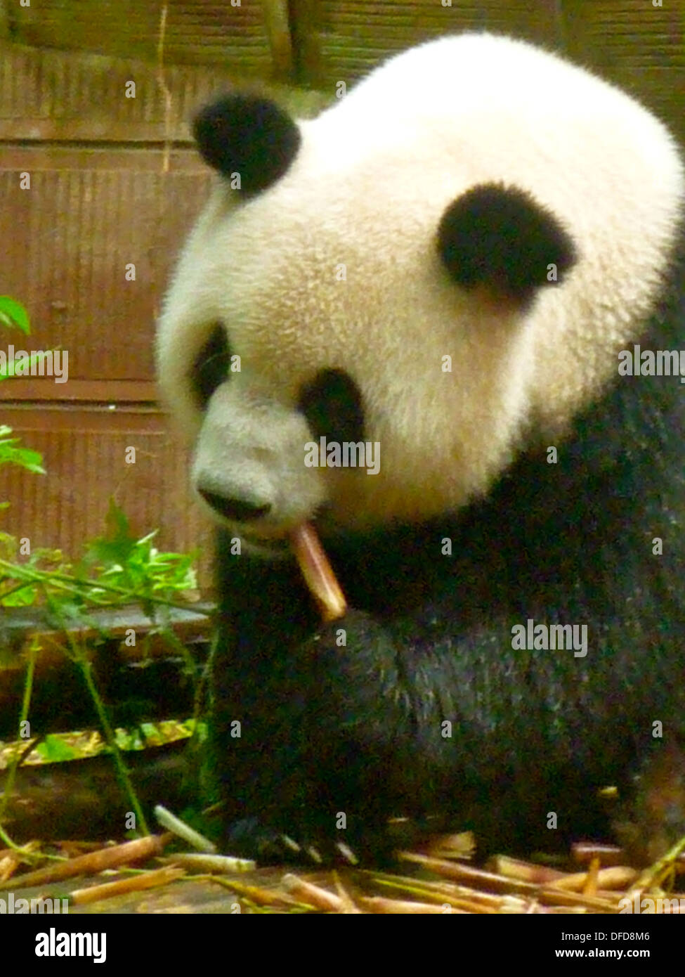 Chengdu panda base -Fotos und -Bildmaterial in hoher Auflösung – Alamy