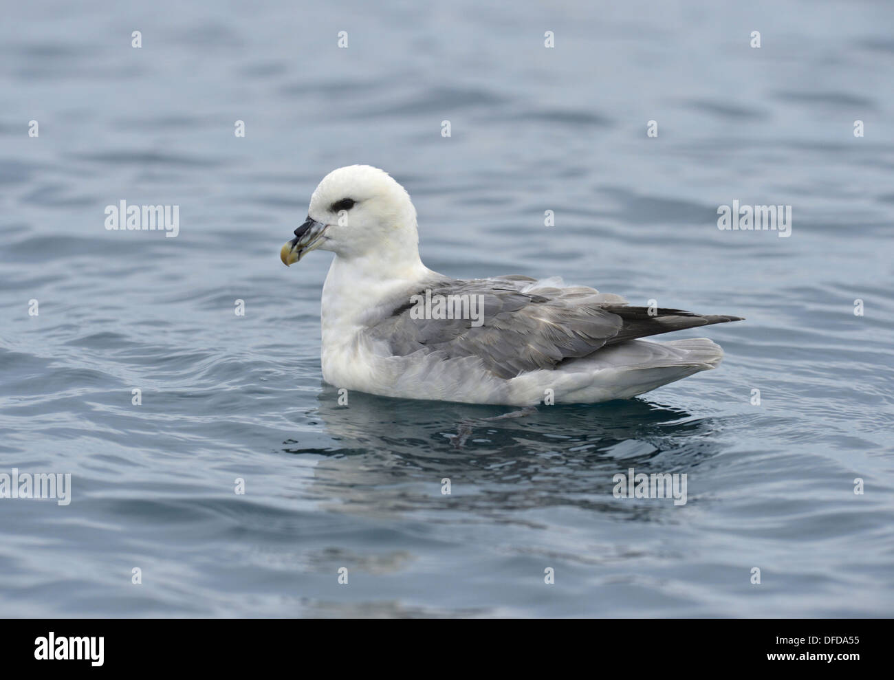 Fulmar Fulmarus Cyclopoida Stockfoto