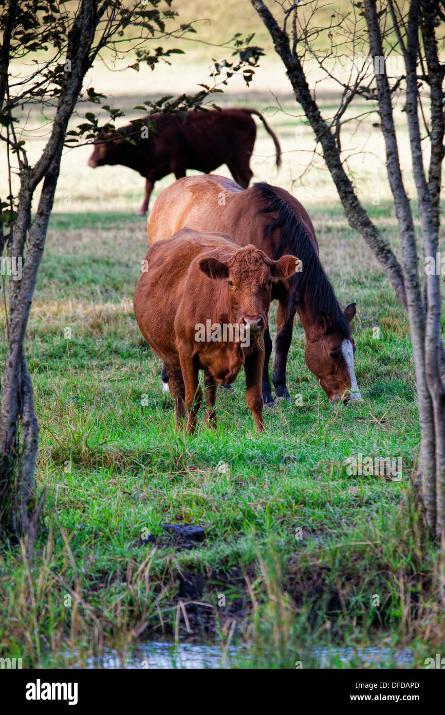 Eine Kuh schaut die Kamera zwar weiterhin, dass ein Pferd grasen. Stockfoto