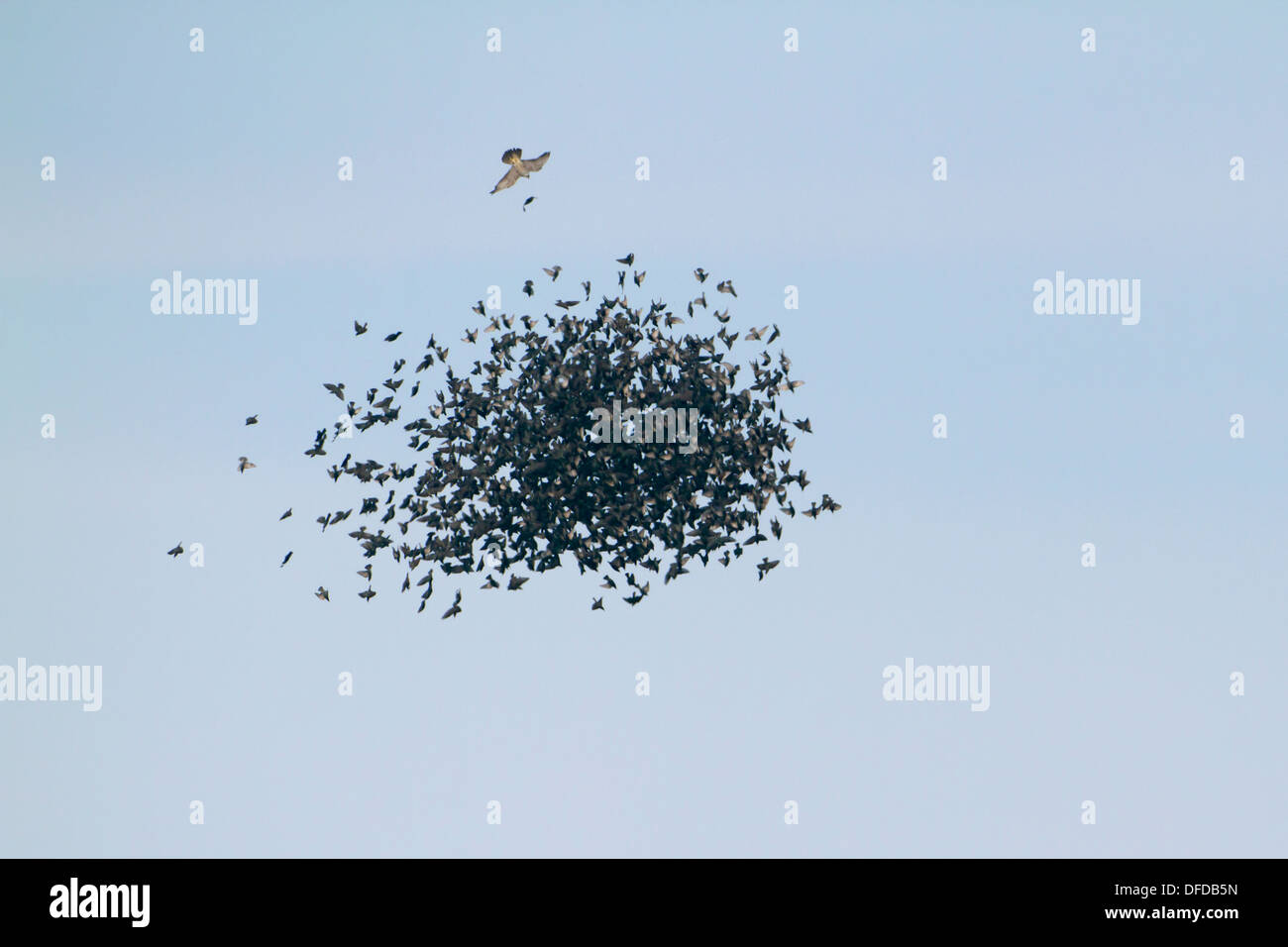 Starling Sturnus Vulgaris strömen von Raptor angegriffen Stockfoto