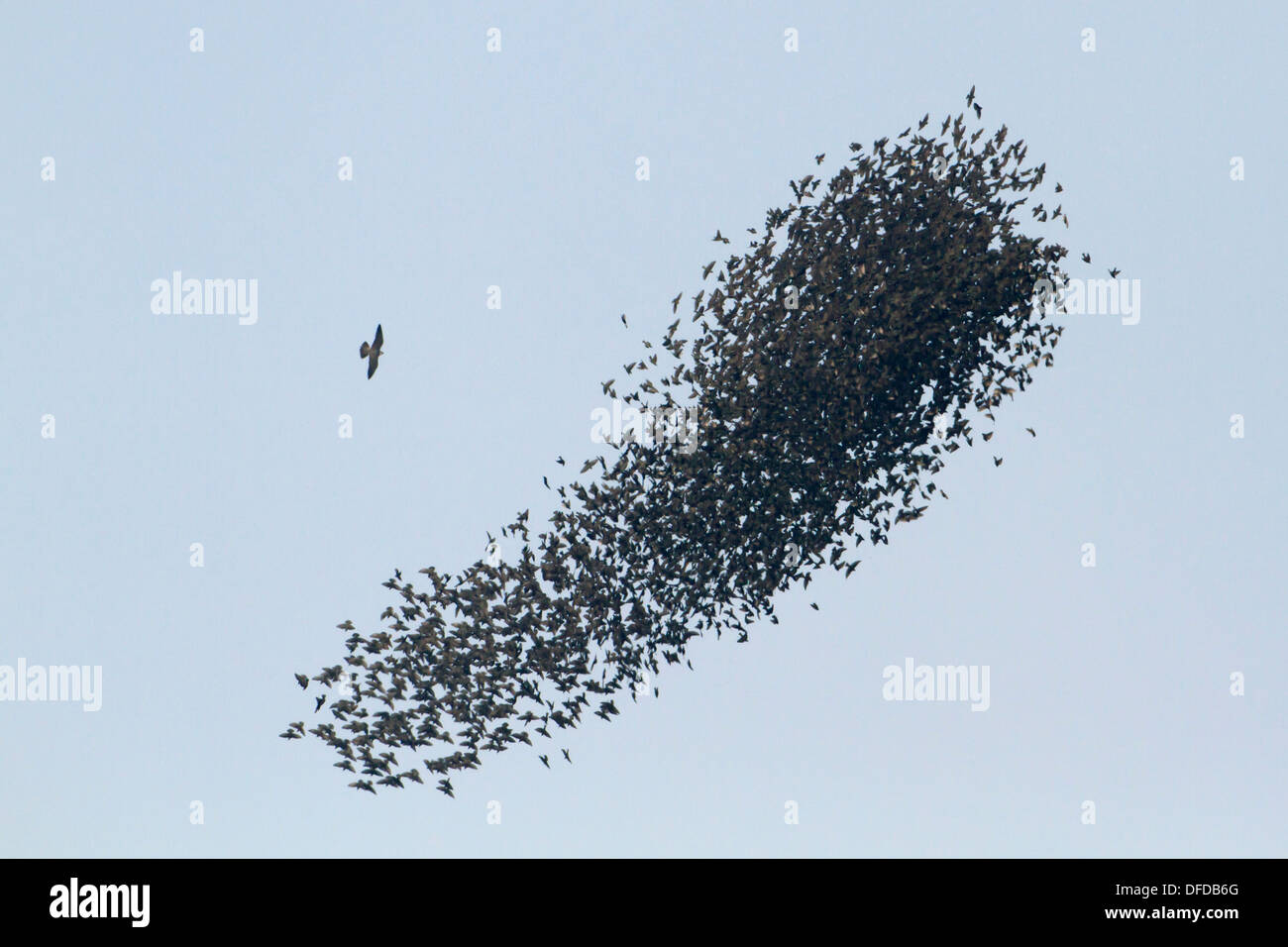 Starling Sturnus Vulgaris strömen von Raptor angegriffen Stockfoto