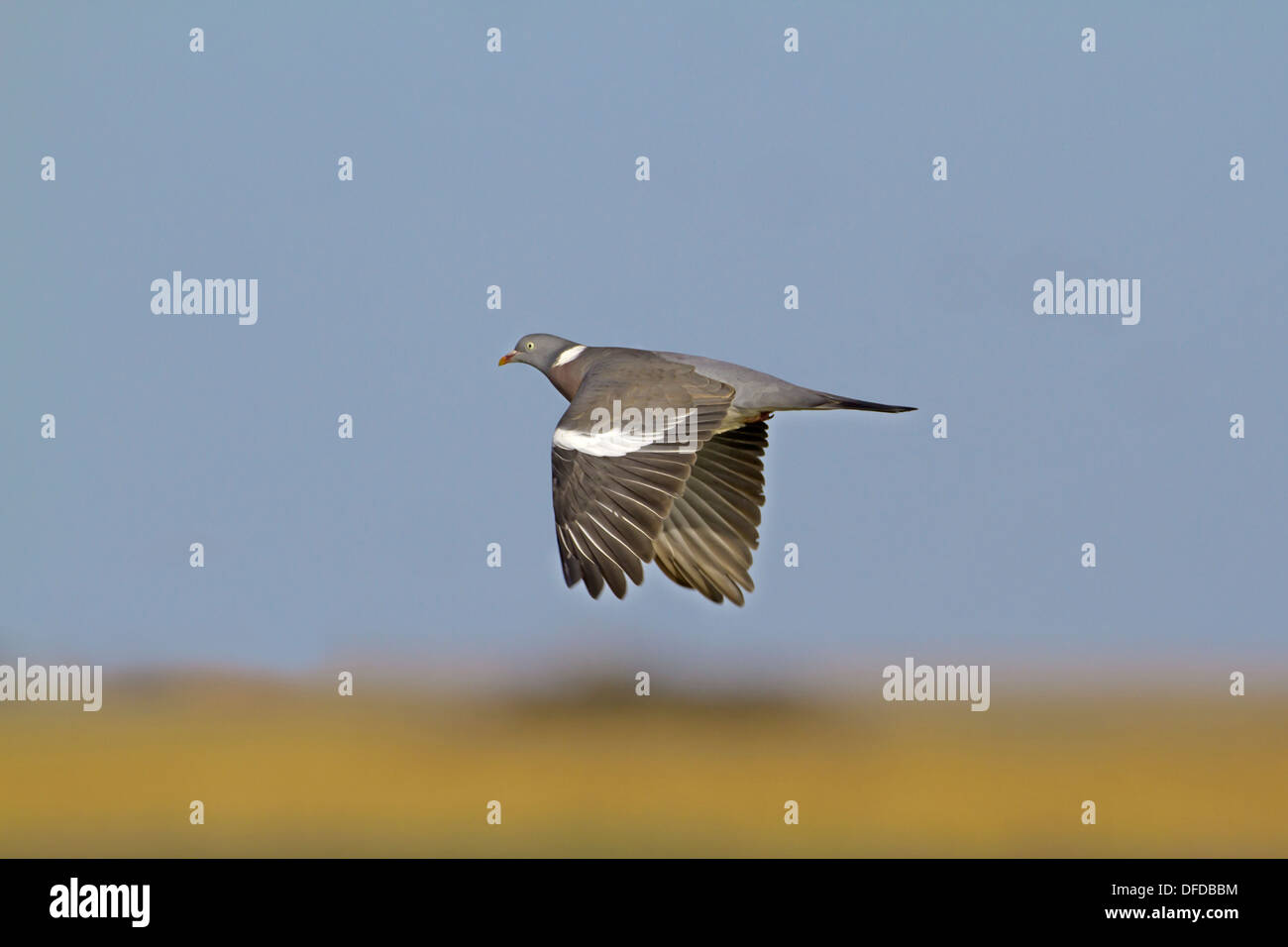 Woodpigeon Columba livia Stockfoto