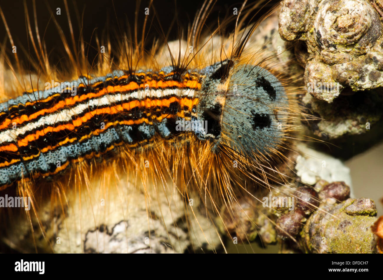 Eine Raupe der Lakai Motte (Malacosoma Neustrien) kriecht entlang einem Zweig an Str. Davids Kopf in Pembrokeshire, Wales. Mai. Stockfoto