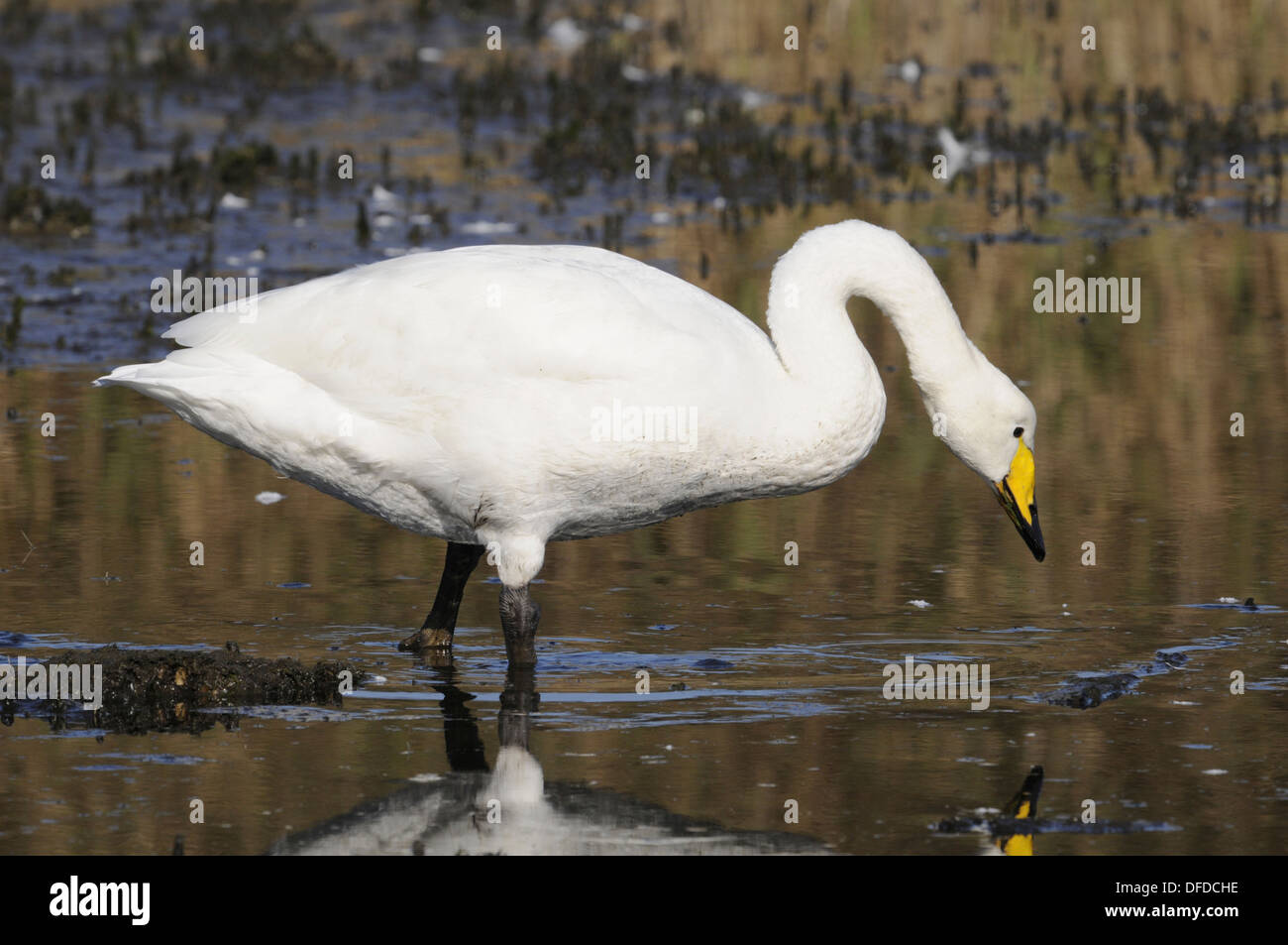 Whooper Schwan Cygnus cygnus Stockfoto