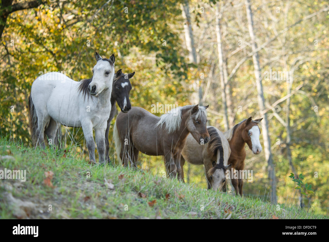 Miniature Horse Absetzer Herde Stockfoto