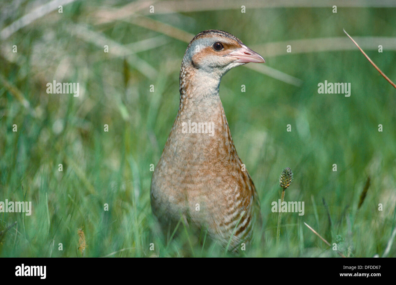 Wachtelkönig Crex crex Stockfoto