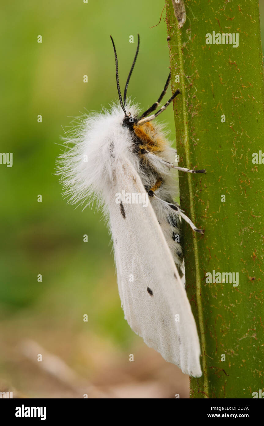 Eine Erwachsene weiße Hermelin Motte (Spilosoma Urticae) festhalten an einem Pflanzenstängel auf der Insel Skomer, Pembrokeshire, South Wales. Mai Stockfoto