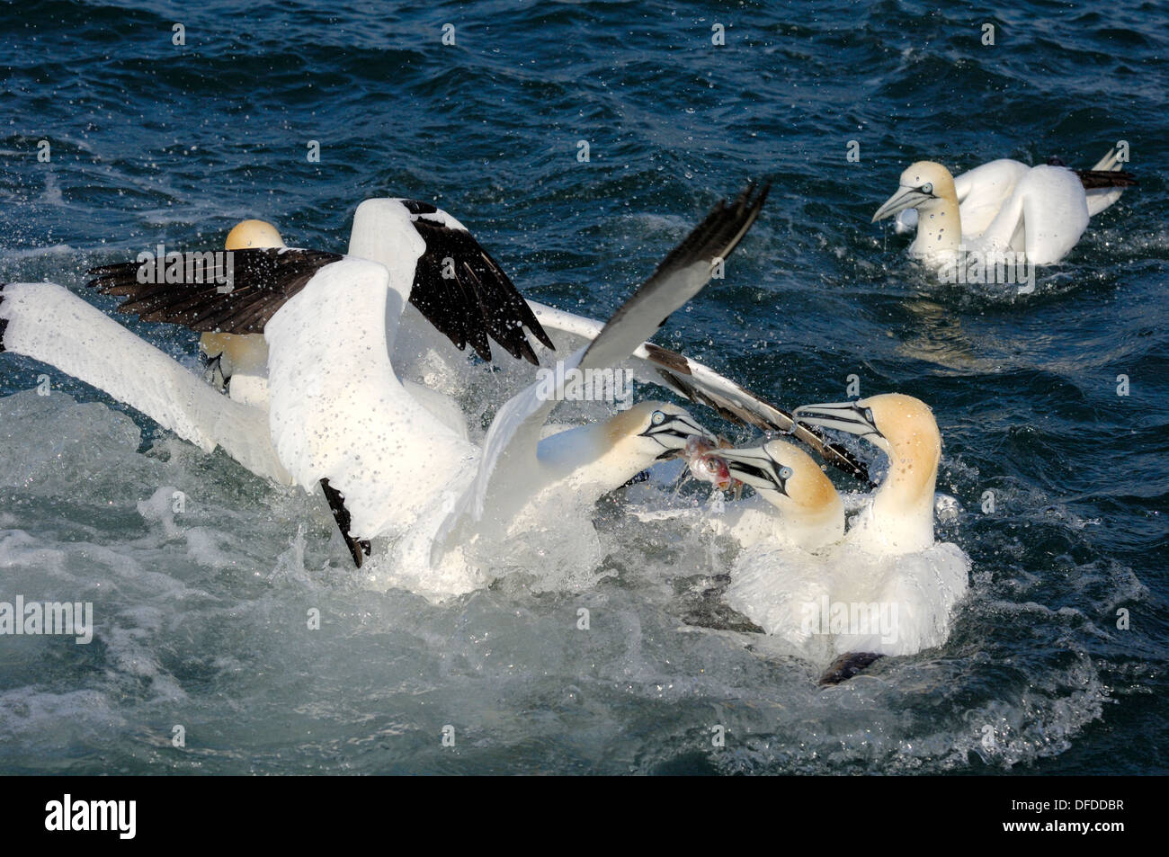 Basstölpel Morus bassanus Stockfoto