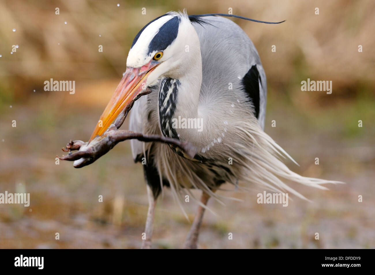 Grey Heron Ardea cinerea Stockfoto