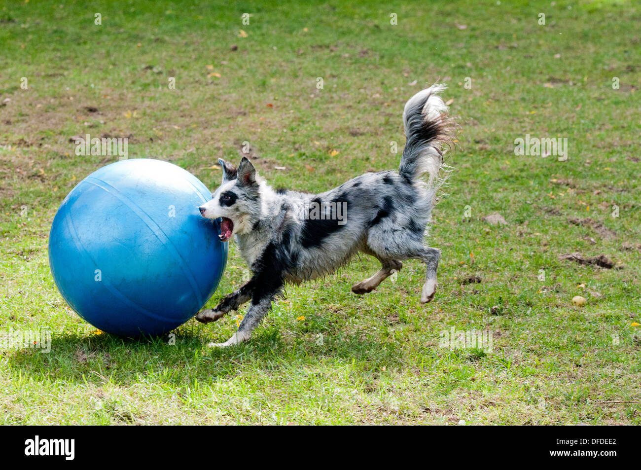 Border Collie spielen mit großen Kugel Stockfoto