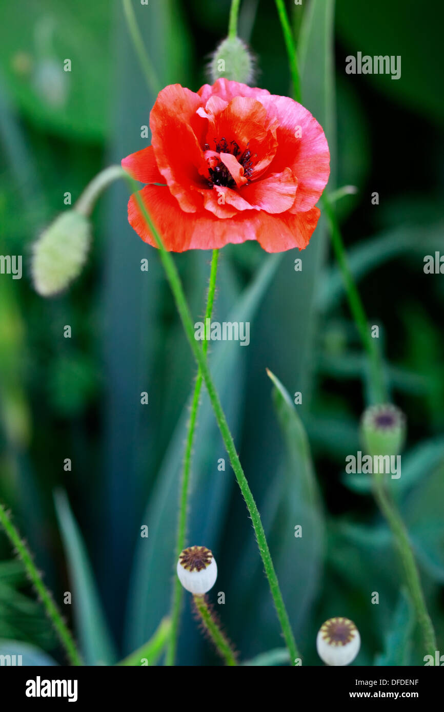 Red Poppy Flower Stockfoto