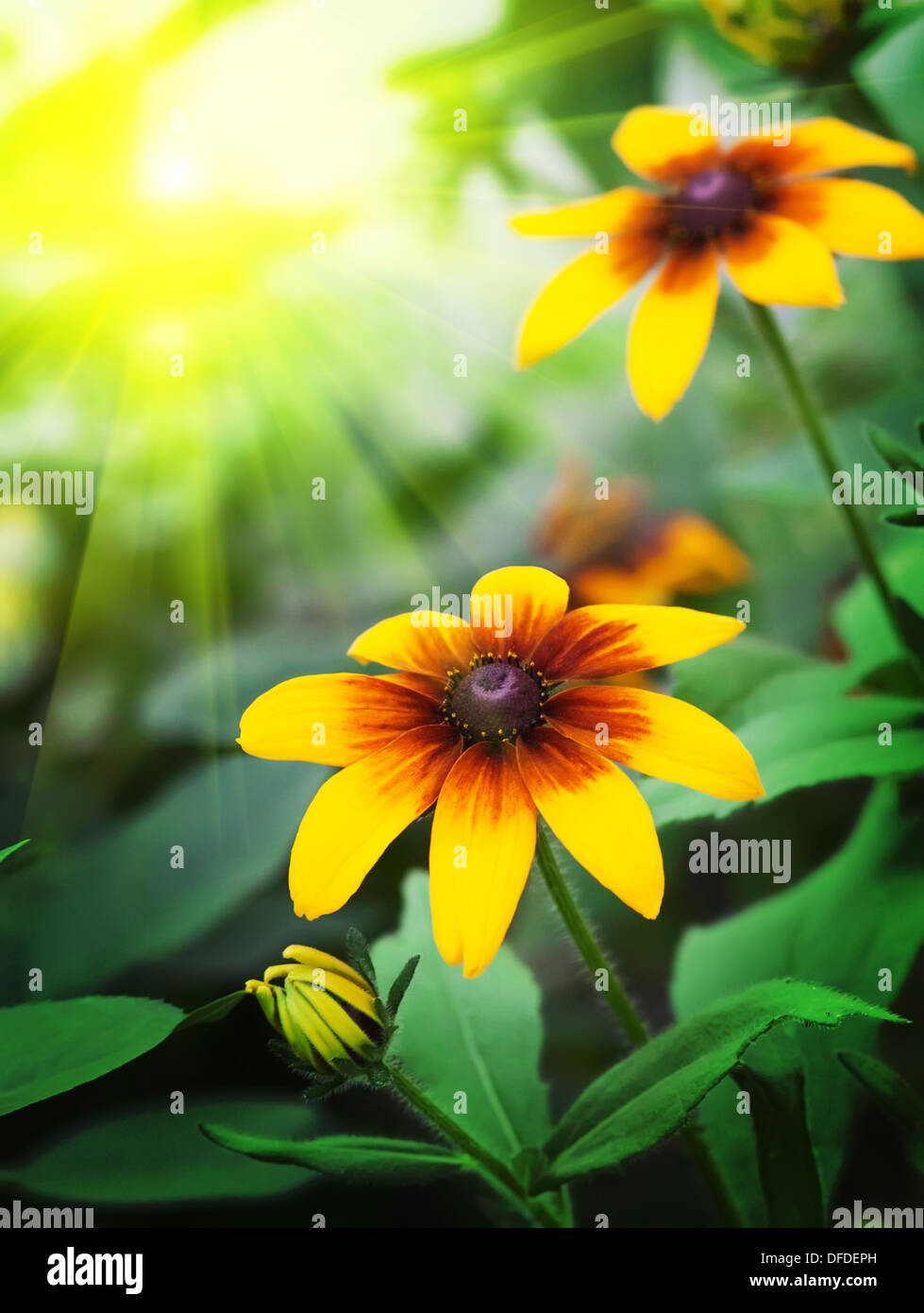 Schöne gelbe Blüten mit der Sonne. Den Rahmen für Ihr design Stockfoto