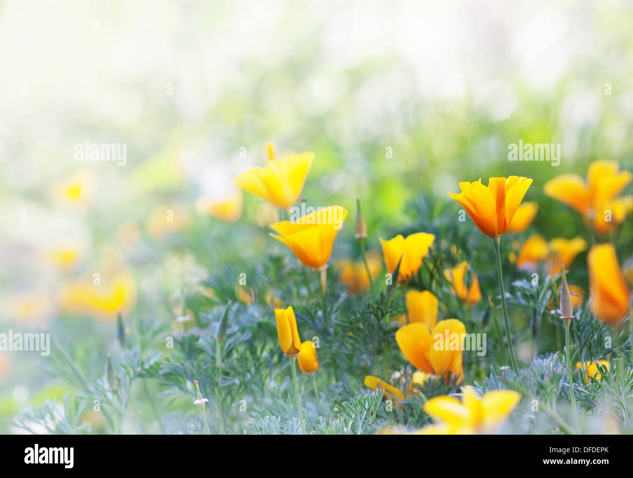 Rahmenkonstruktion mit gelber Mohn Blumen Stockfoto