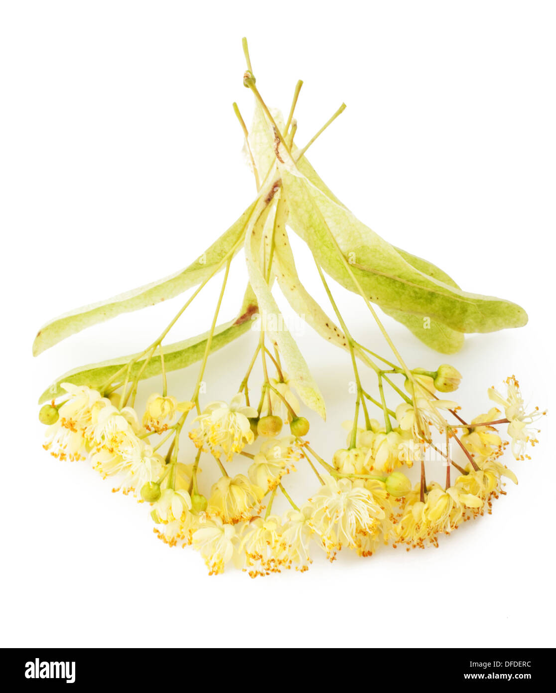 Zweig der Lindenblüten isoliert auf weißem Hintergrund Stockfoto