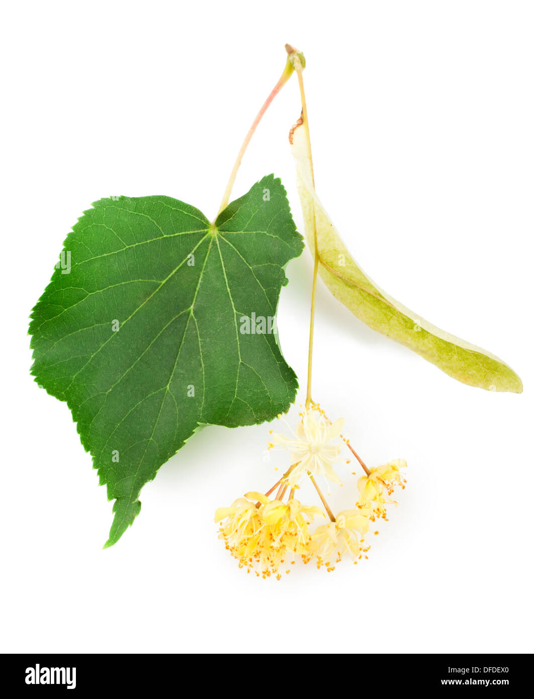 Zweig der Lindenblüten isoliert auf weißem Hintergrund Stockfoto