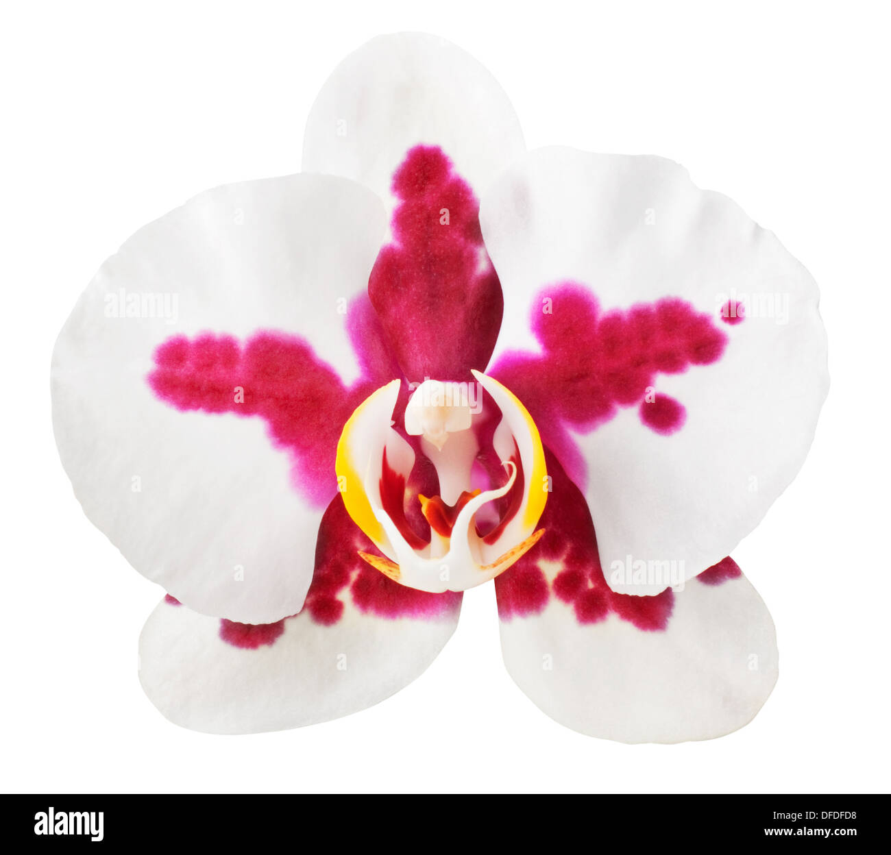 Rote und weiße Orchidee isoliert auf weißem Hintergrund Stockfoto