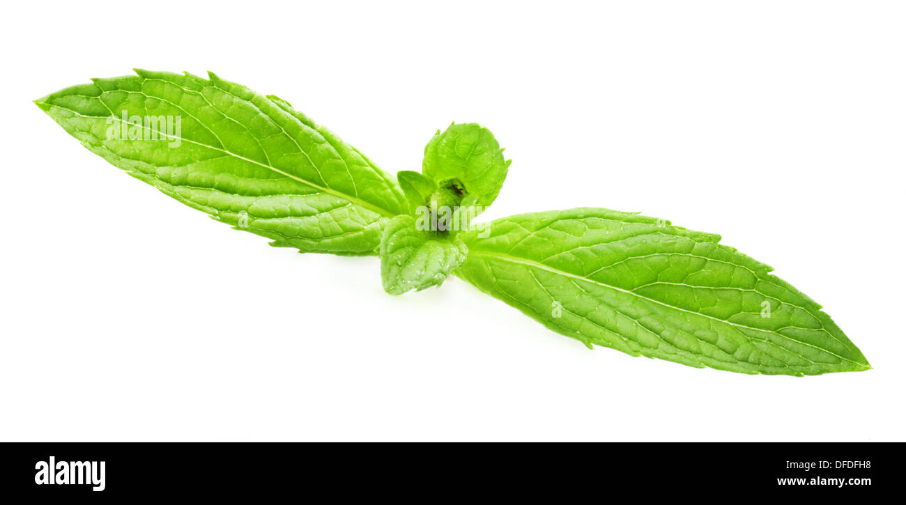 frische grüne Blätter von Melissa isoliert auf weißem Hintergrund Stockfoto