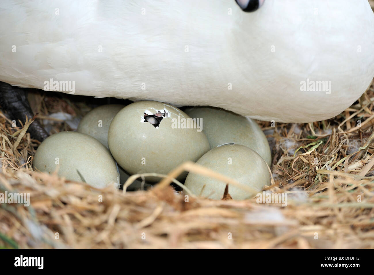 Höckerschwan Cygnus olor Stockfoto