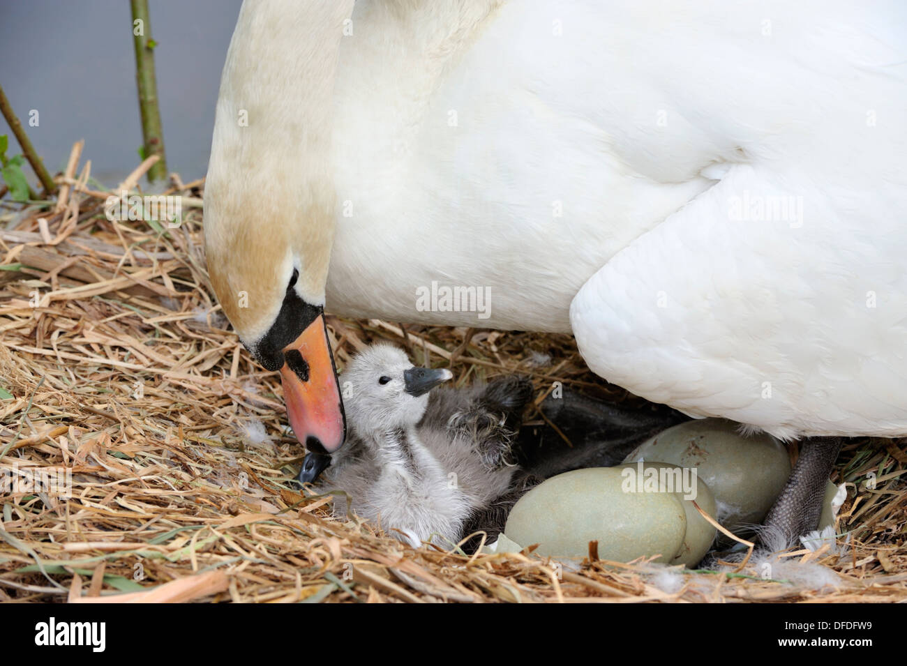 Höckerschwan Cygnus olor Stockfoto