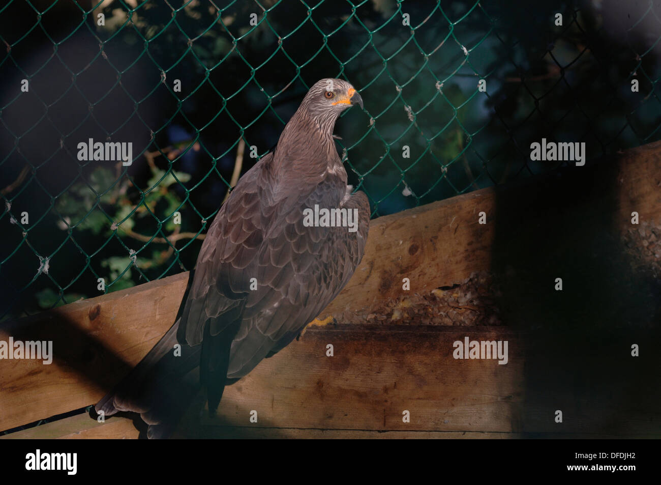 Captive schwarzer Milan (MILVUS MIGRANS) Stockfoto