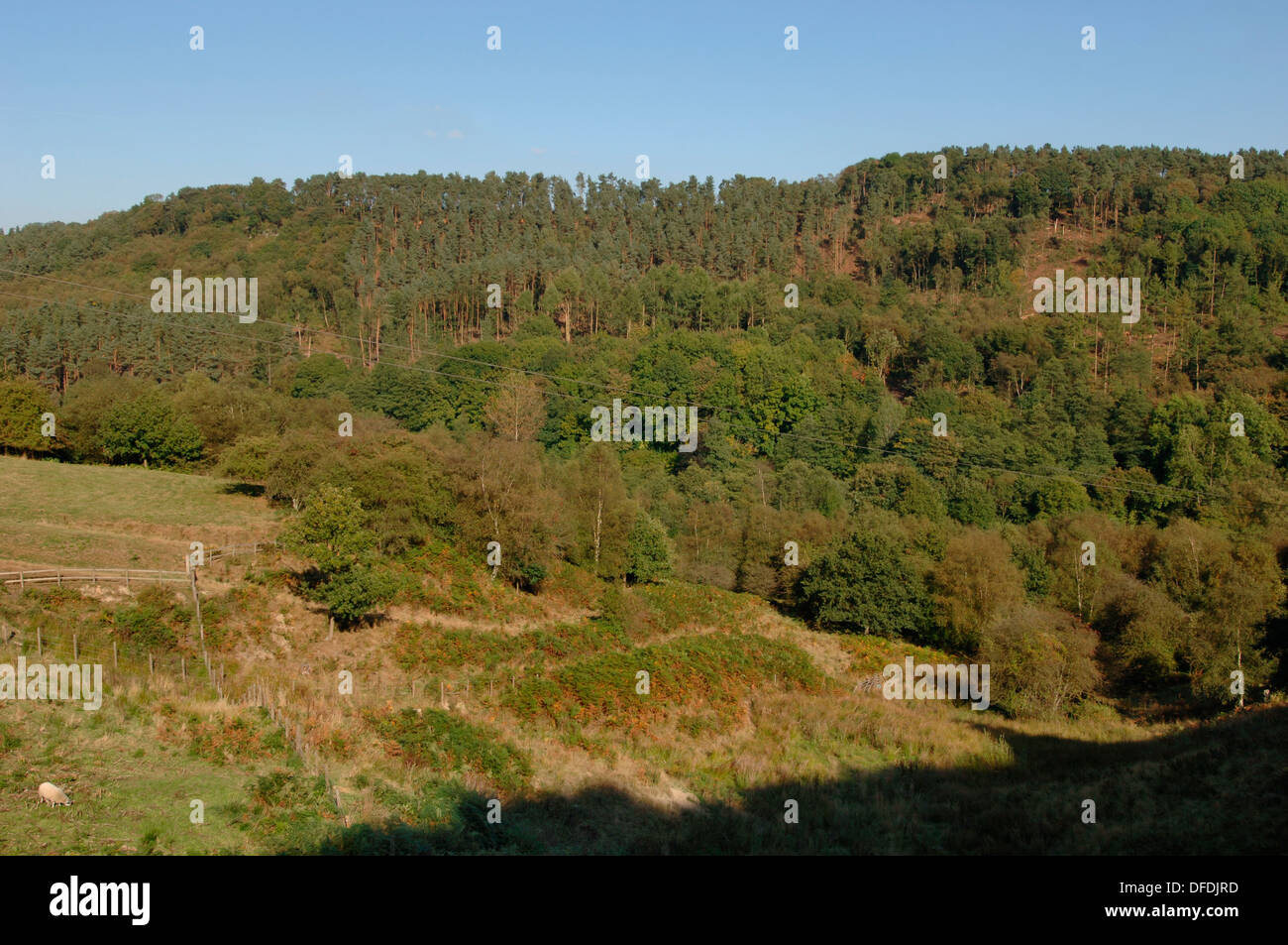 Teil der Churnet Valley in Staffordshire, England. Stockfoto