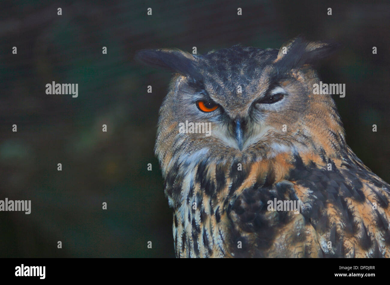 Porträt eines europäischen Uhu (Bubo bubo). Stockfoto