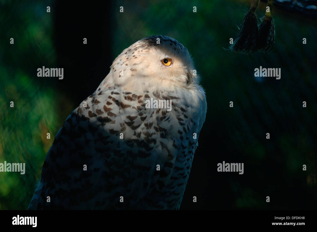Ein Weibchen Schnee-eule (Bubo scandiacus) Stockfoto