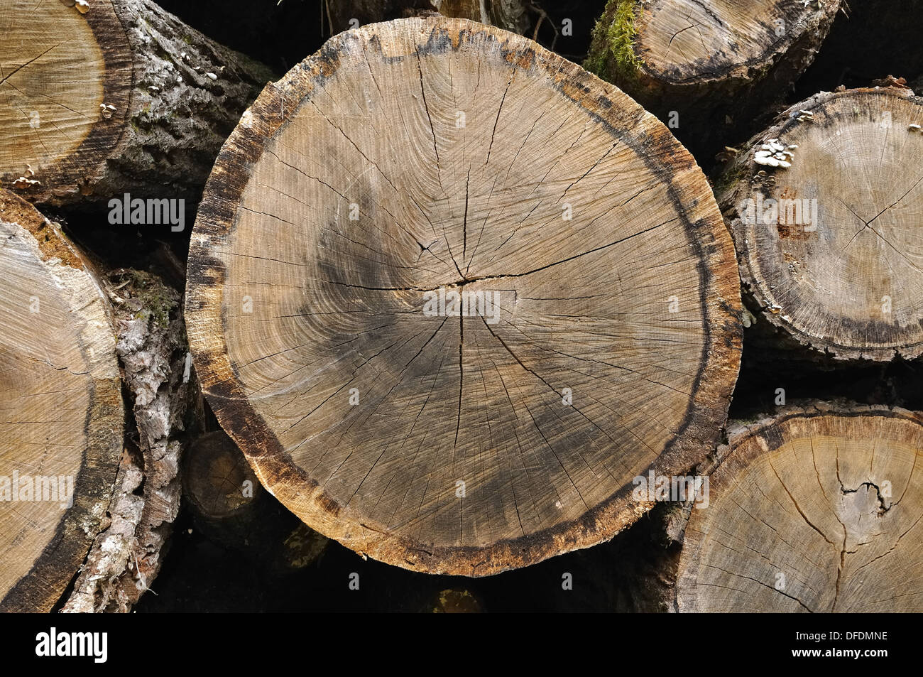 Closeup auf Messers Schneide eines Baumstammes gestapelt Stockfoto