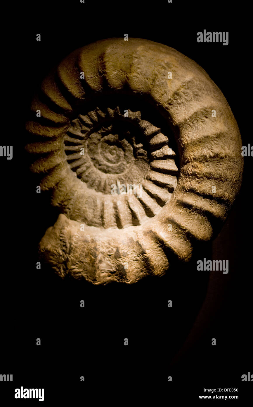 Nahaufnahme eines Ammoniten Fossil vor einem schwarzen Hintergrund. Flach, selektiven Fokus auf der rechten Seite der Probe. Stockfoto