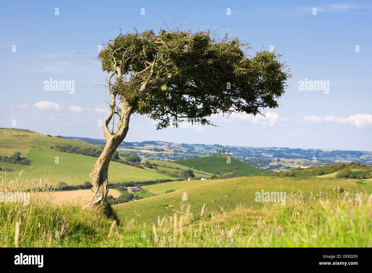 Einzelner Baum auf einem windigen Hügel, umgeben von üppigen Landschaft Dorset, England, UK. Stockfoto