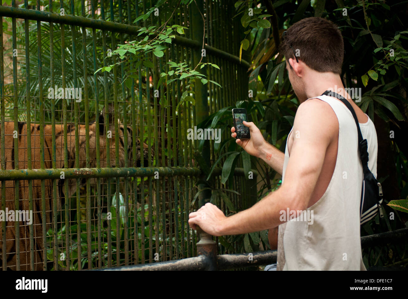 Eine männliche Touristen fotografieren eines Tigers aus dem Käfig im Zoo von Bali - Indonesien. Stockfoto