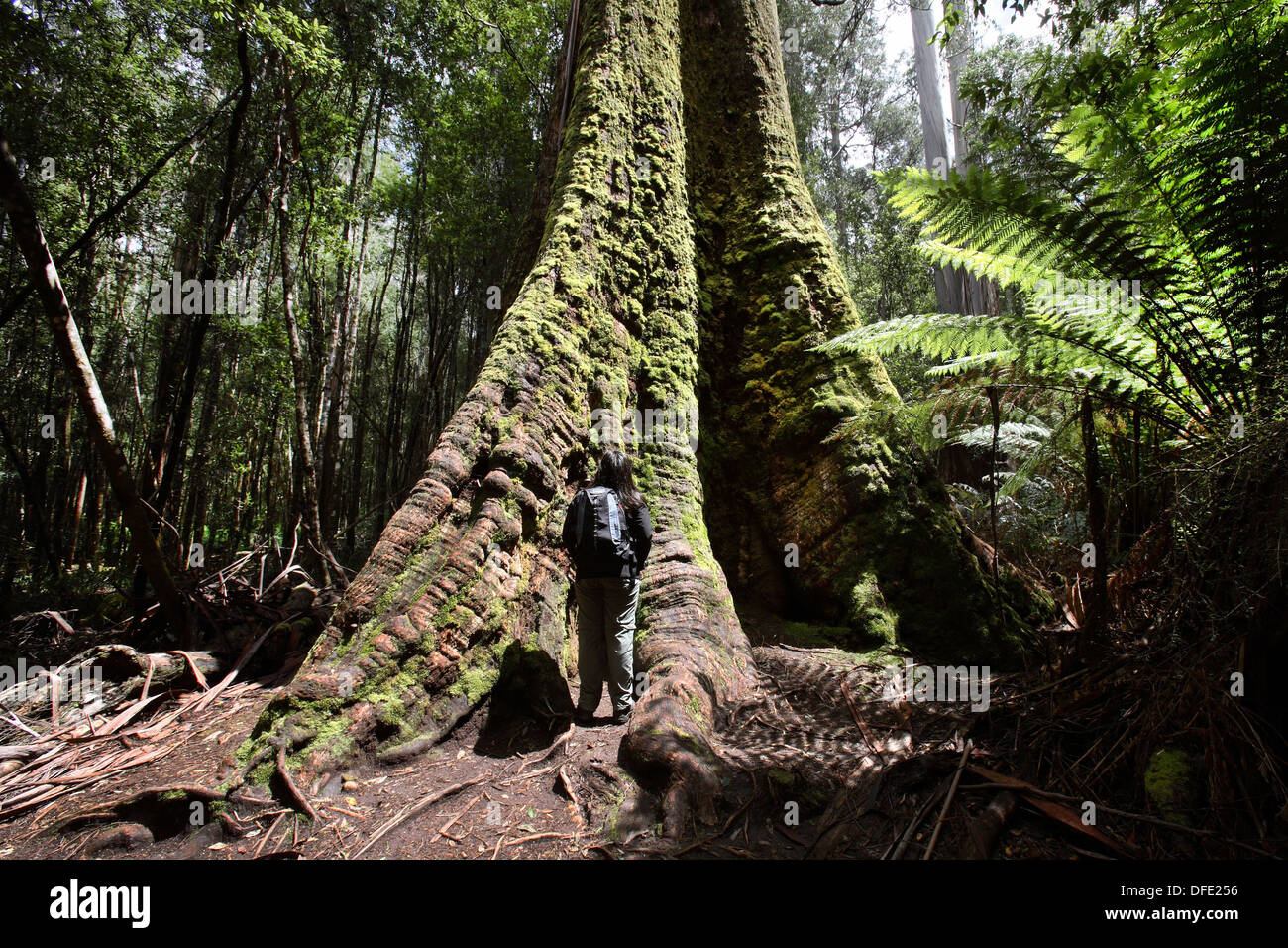 Swamp Gum Eukalyptus Regnans, eines der höchsten Baumarten in der Welt