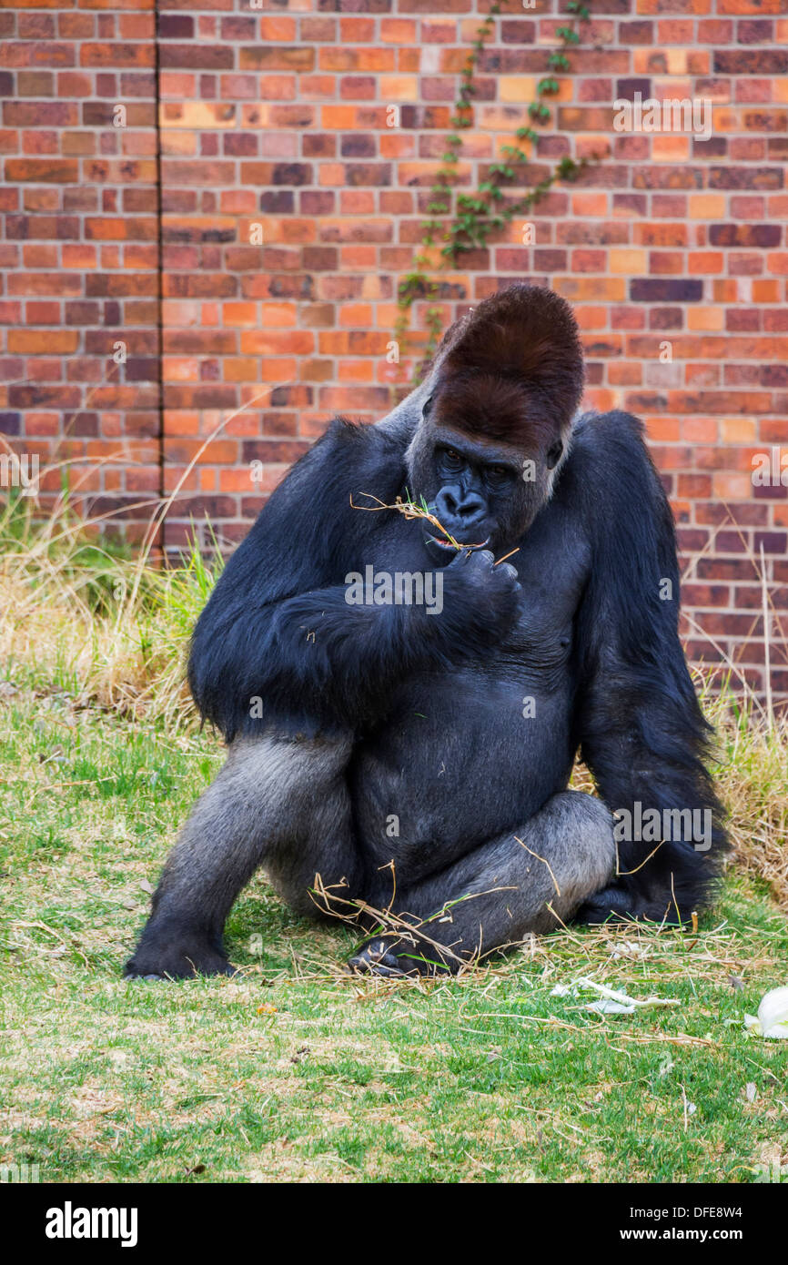 Ein Porträt von Gorilla Essen Grass in einem Zoo Stockfoto