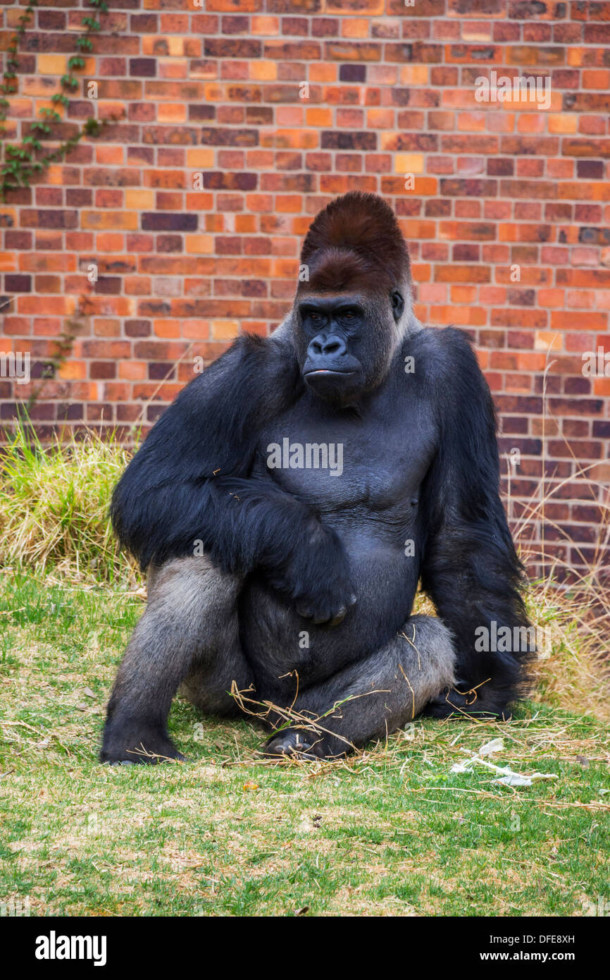 Ein Porträt von Gorilla sitzen auf Rasen in einem Zoo Stockfoto