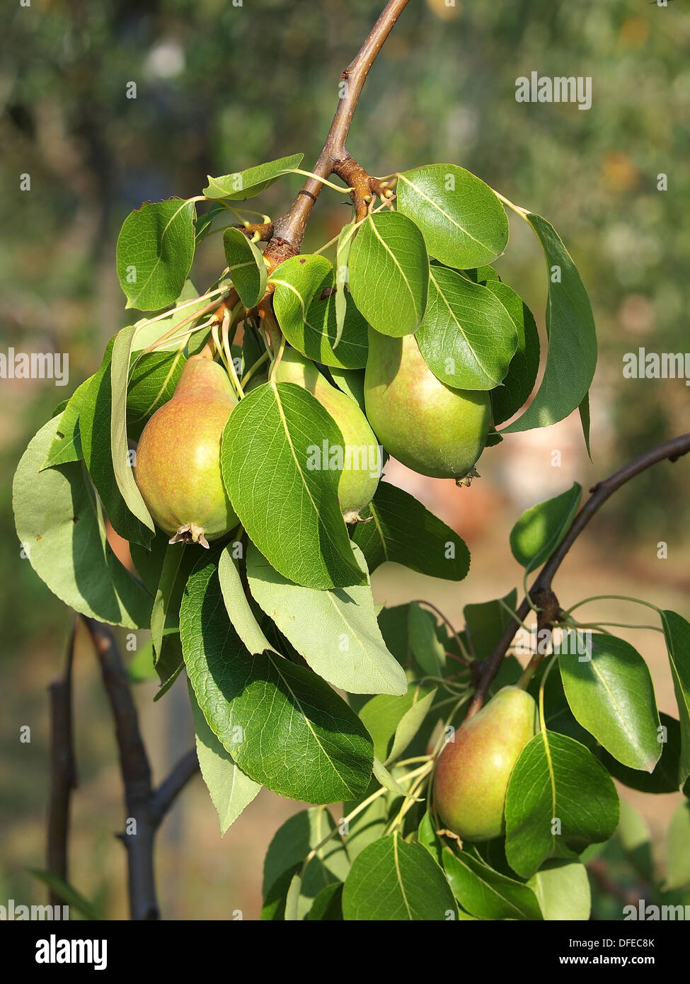 Birnen auf einem Baum Zweig Closeup im Obstgarten Stockfoto