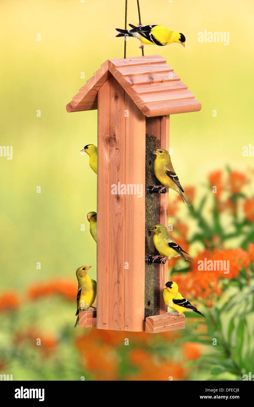 Stieglitz, amerikanisch - Herde auf Distel Feeder Stockfoto