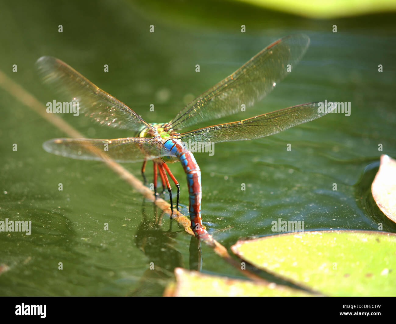 Libelle auf der Wasseroberfläche schwimmenden Stockfoto