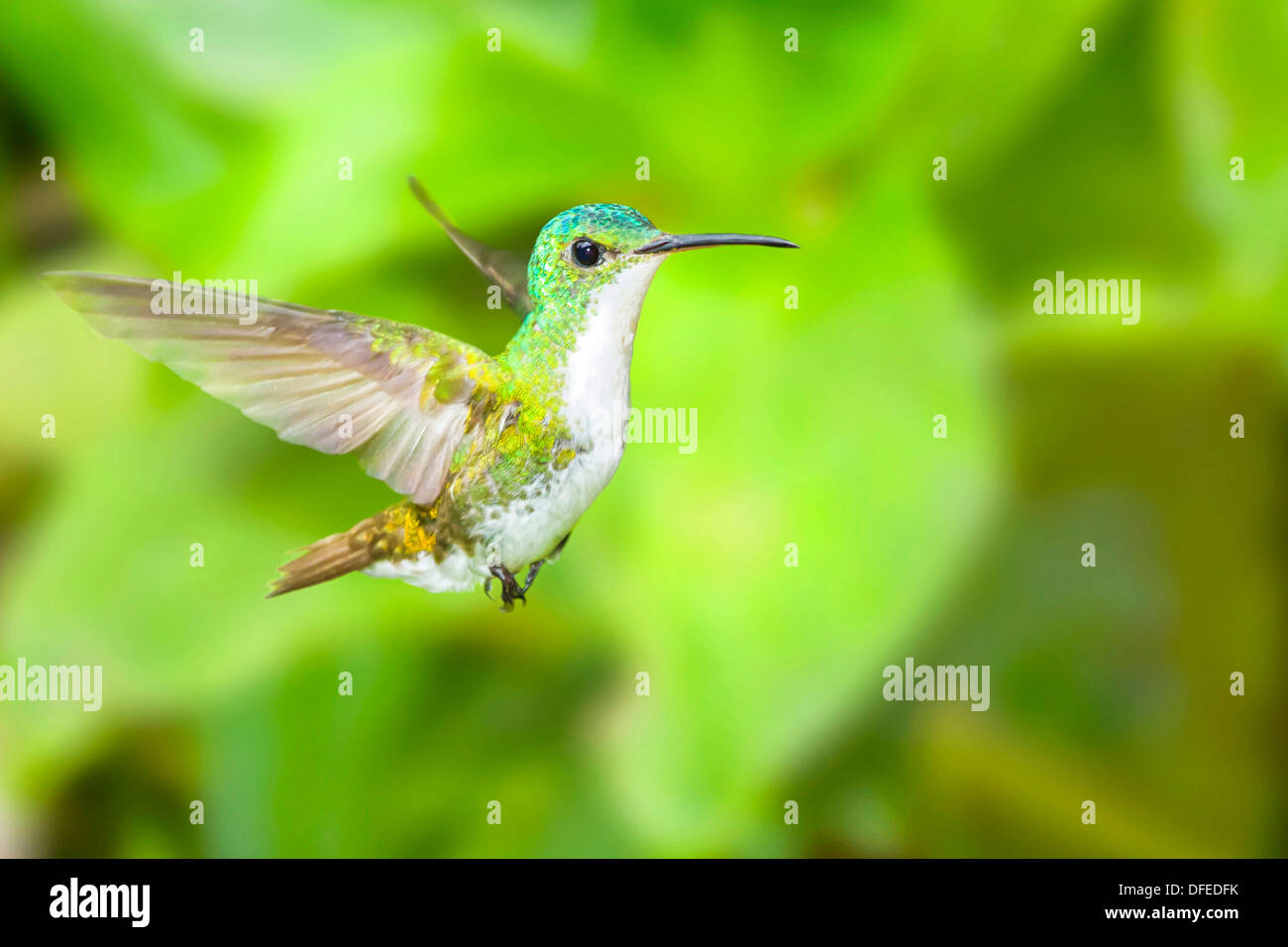 Anden Emerald Hummingbird (Amazilia Franciae) im Flug - Mindo, Ecuador. Stockfoto