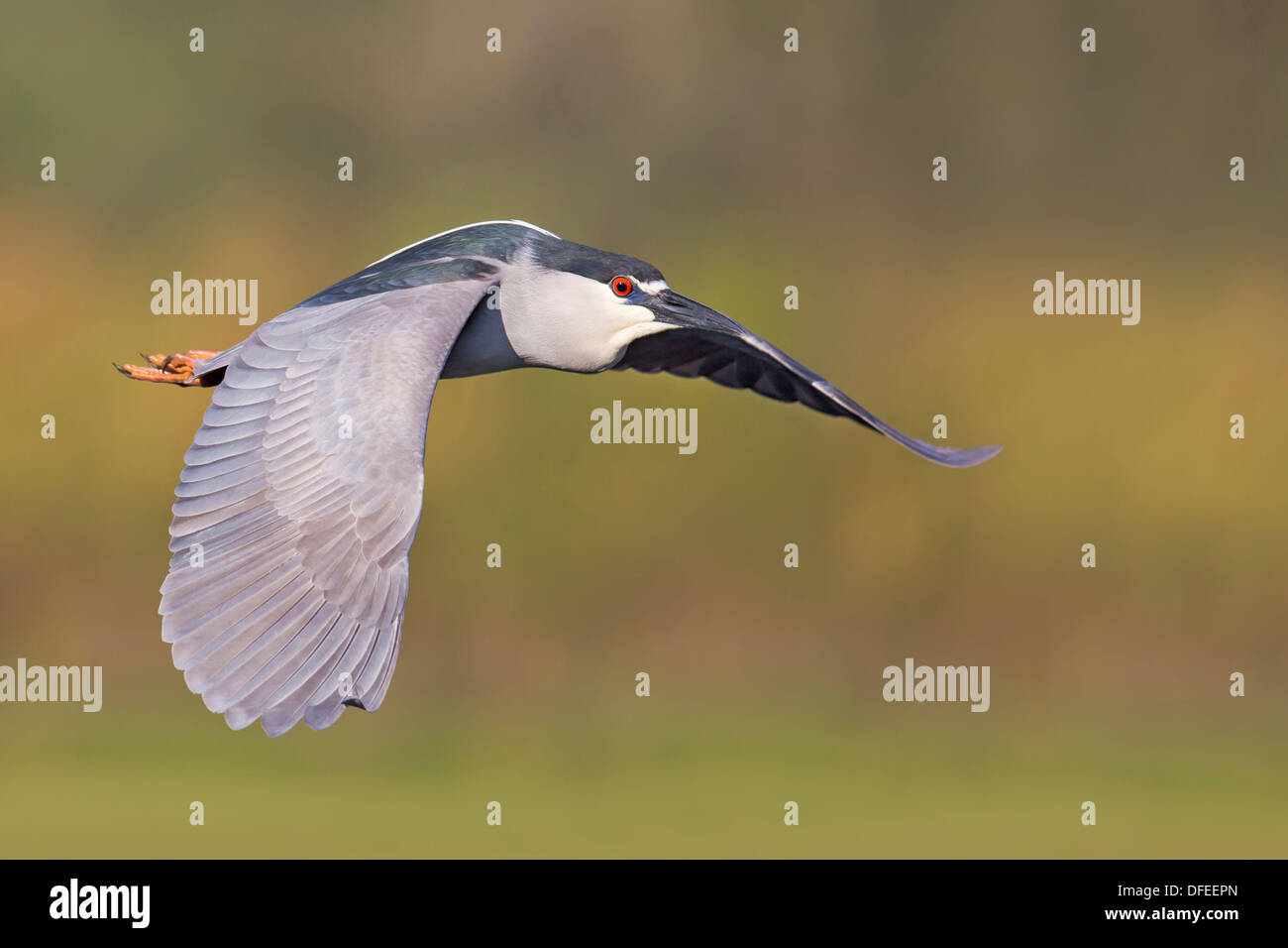 Schwarz-gekrönter Nachtreiher (Nycticorax Nycticorax) im Flug - Venedig Rookery, Florida. Stockfoto