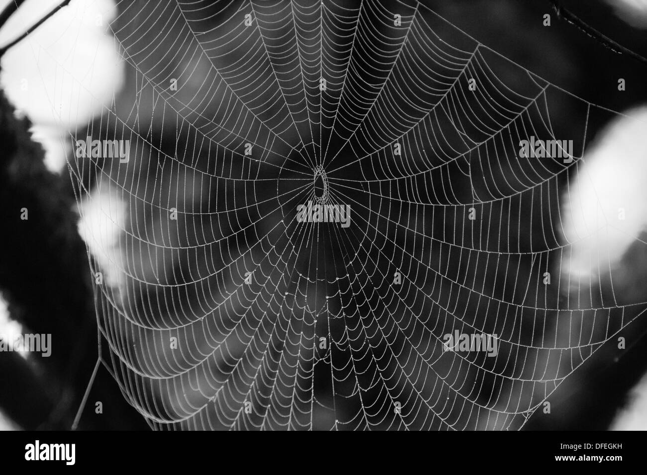 b&w Seide Spinnennetz Stockfoto