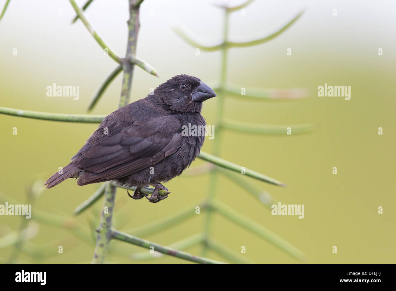 Galapagos Medium Boden Finch (Geospiza fortis) - Isabela Island, Galapagos-Insel. Stockfoto