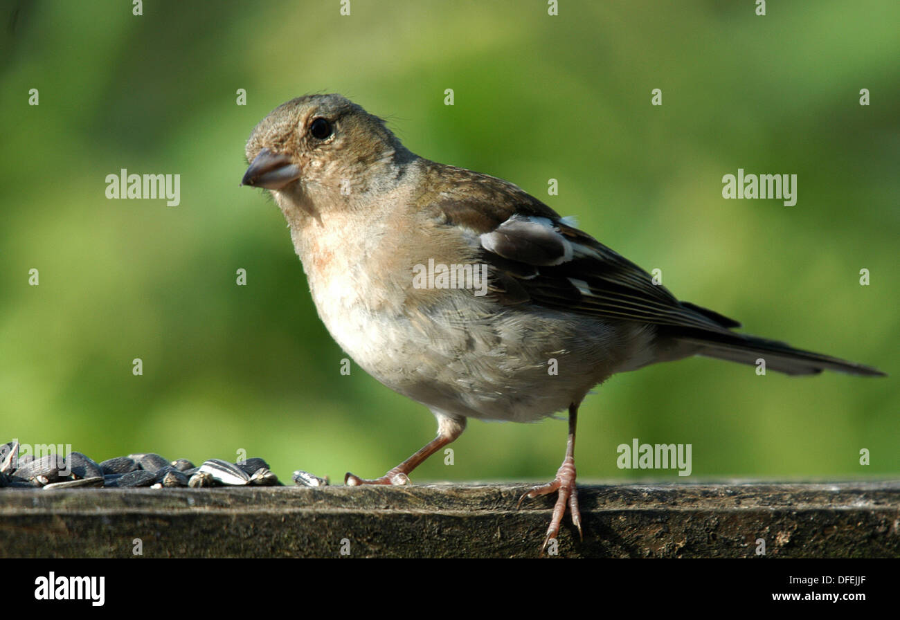 Weibliche Buchfinken (Fringilla Coelebs). Eine sehr häufige Vogel reichlich in Wäldern, Ackerland und Vorstadt. Stockfoto