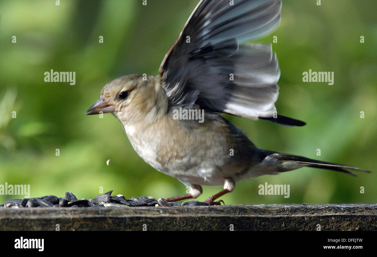 Weibliche Buchfinken (Fringilla Coelebs). Eines unserer häufigsten Vögel um Ackerland, Wald und Suburbia gefunden Stockfoto