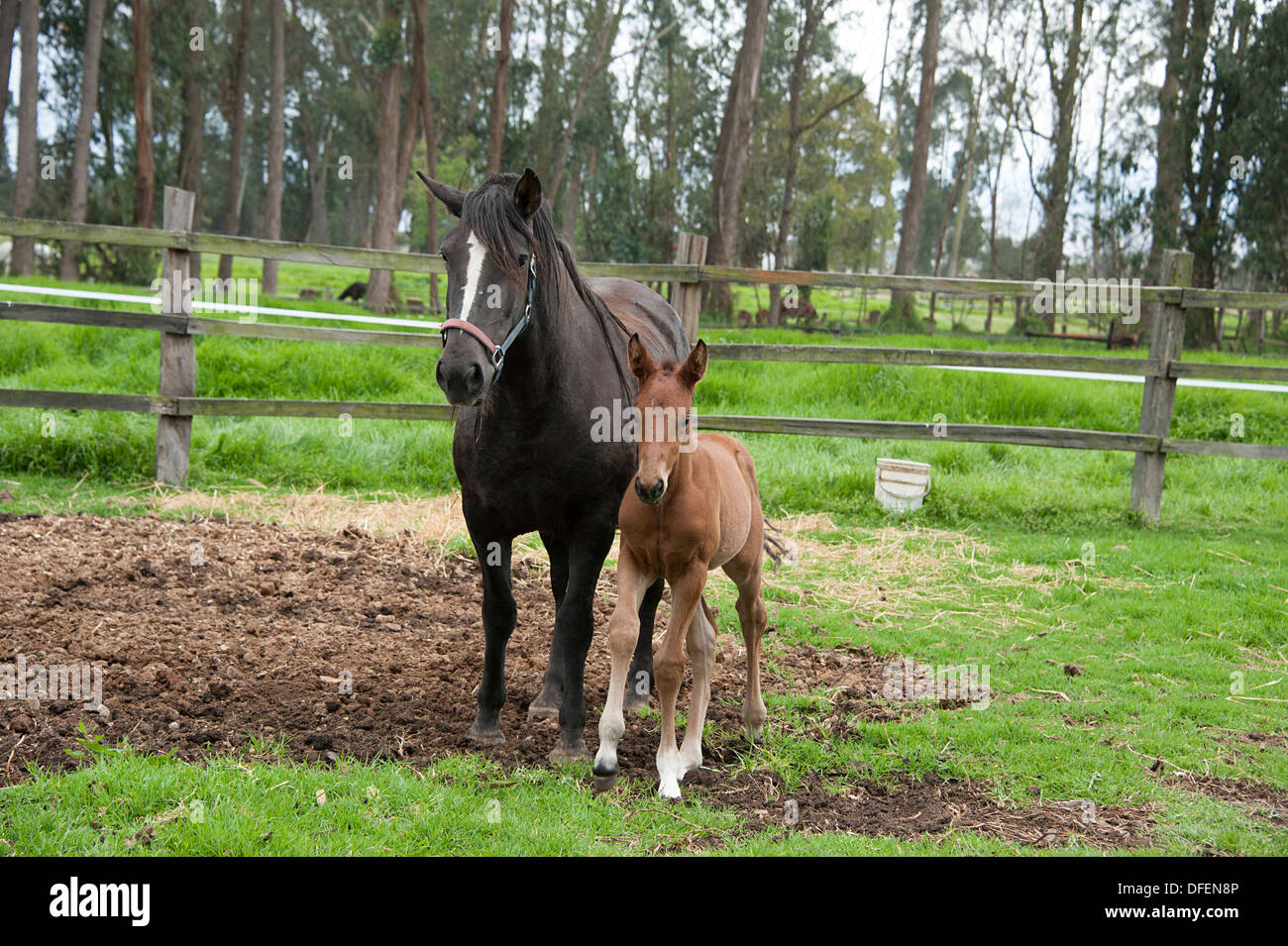 Schwarze Stute mit Kastanien farbige Fohlen von Embryo platziert in schwarze Stute bei einer Pferdezucht in Bogota, Kolumbien geboren. Stockfoto