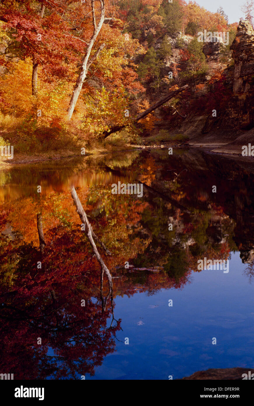 Baum, beugte sich über Silber Gabel Creek im Herbst im Pinnacles Park in der Nähe von Columbia Missouri Stockfoto