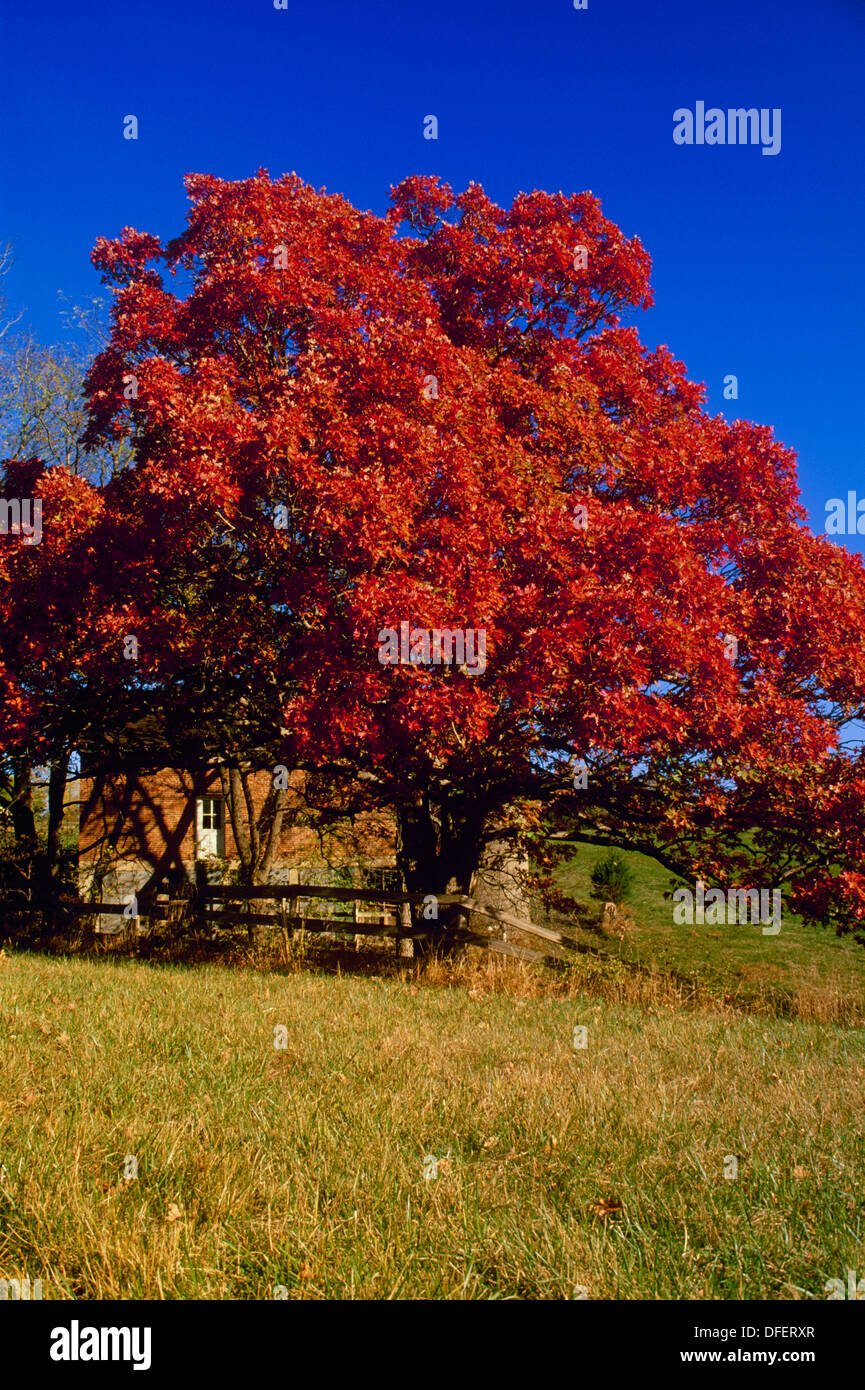 Riesige weiße Eiche, Quercus Alba, mit Herbstlaub im Land, Zaun und alte Scheune, in Missouri Stockfoto