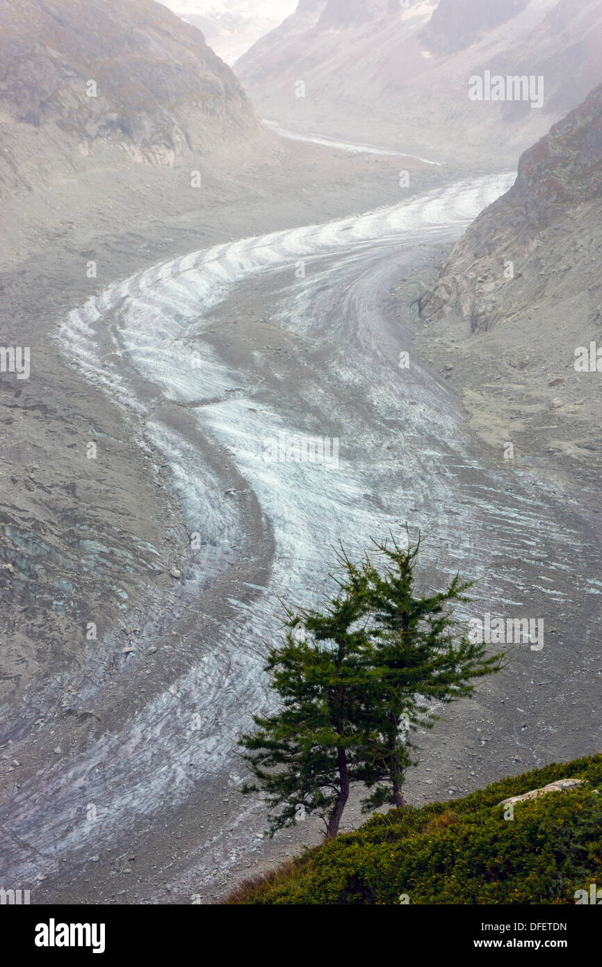 Mer de Glace Gletscher, Chamonix Mont Blanc, globale Erwärmung, Gletscherschmelze, mit Baum Stockfoto